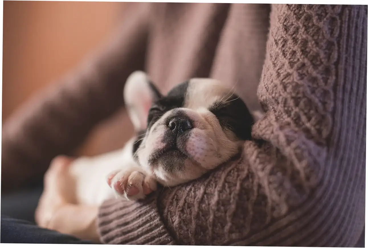do dogs scratch beds because of anxiety