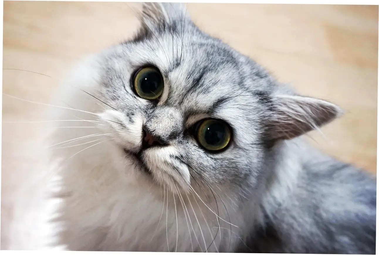 Let's talk about what affects how long cats live