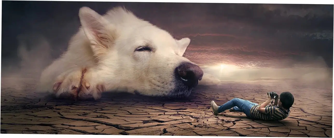 Let's see how blueberries stack up against other fruits your dog can eat.