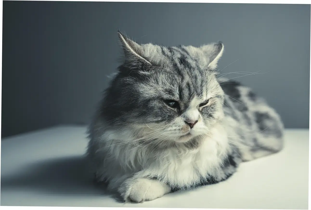 Factors Determining Your Cat's Lifespan Potential