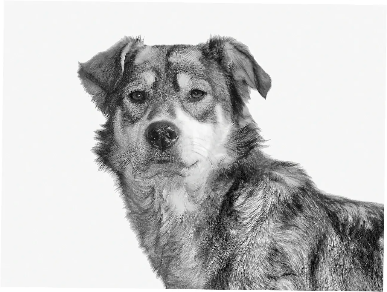 Veterinary Insights and Professional Recommendations