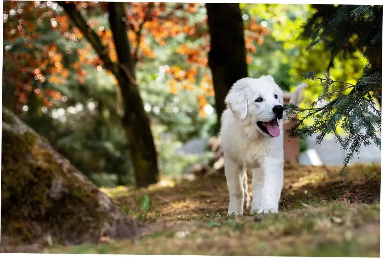 Potential Health Benefits for Canines
