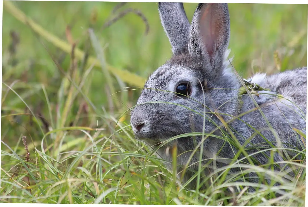 Want your Rex rabbit to live longer? Here's how to make those extra years great.