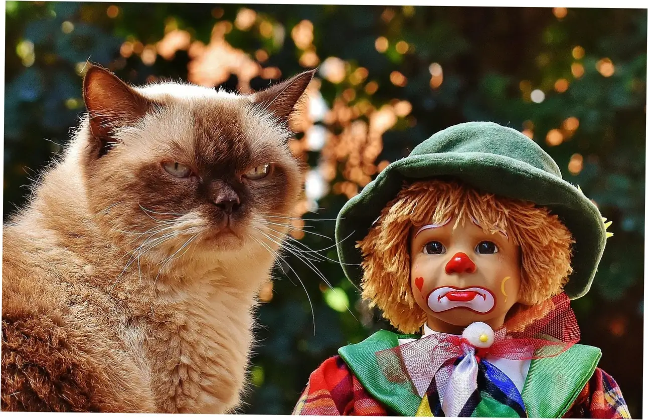 Extending Your Cat's Lifespan