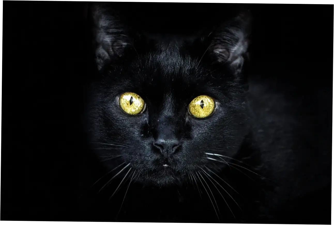 Senior Maine Coon Care Essentials