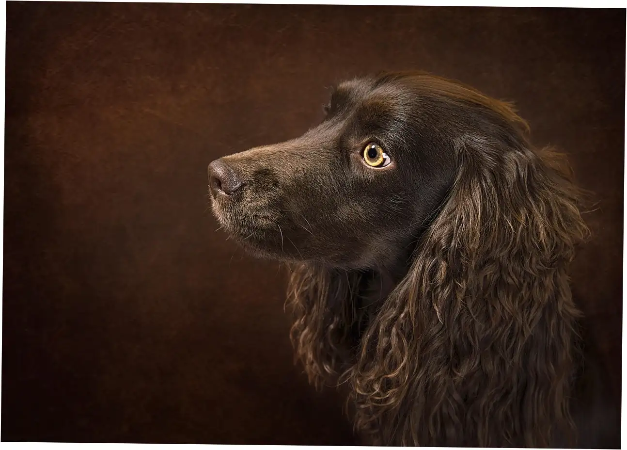 Here are signs that show when dogs scratch beds because of anxiety