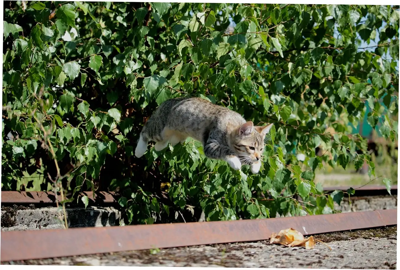 Let's clear up how cat years convert to human years