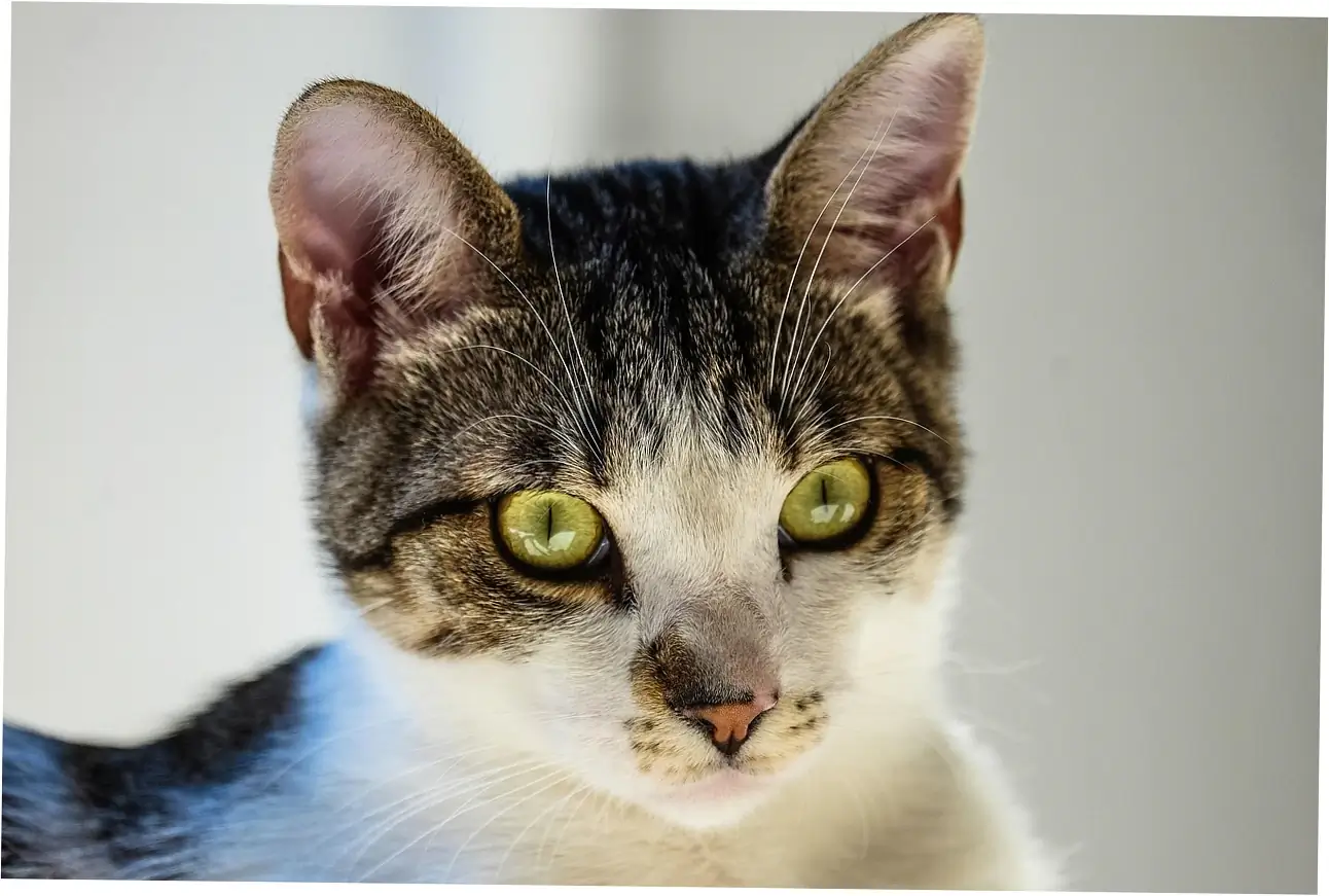Let's compare how long indoor and outdoor cats typically live in human years