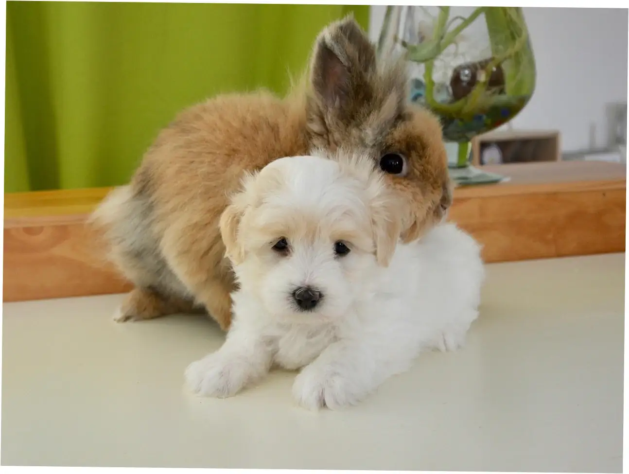 Transitioning and Monitoring Your Rabbit's Diet