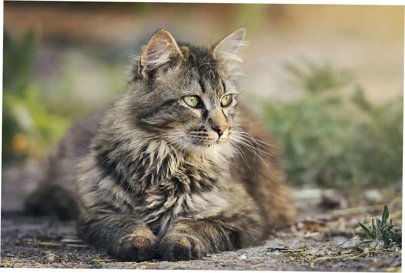 Average Lifespan: Indoor vs Outdoor Cats