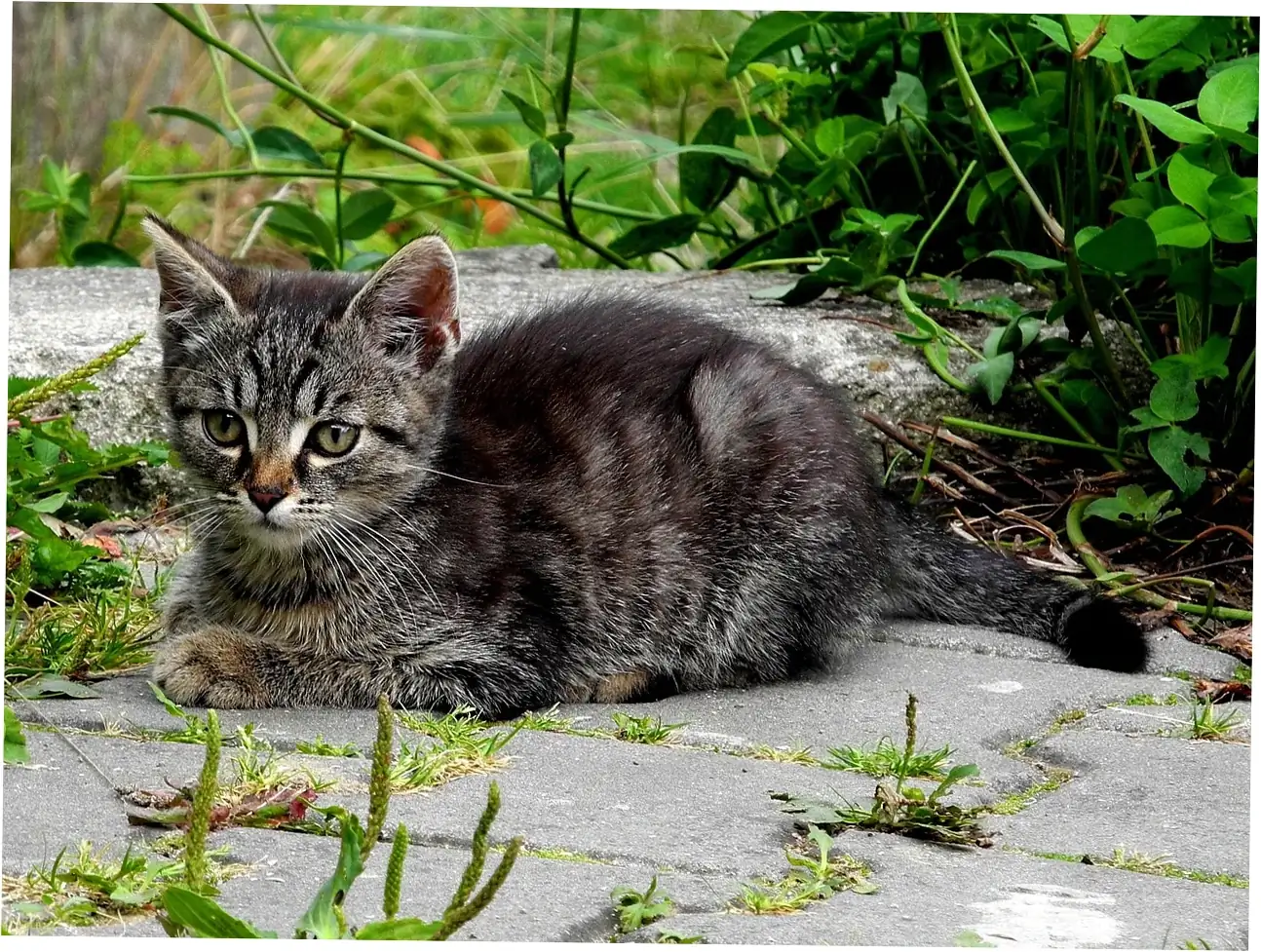 Interpreting Different Purring Contexts