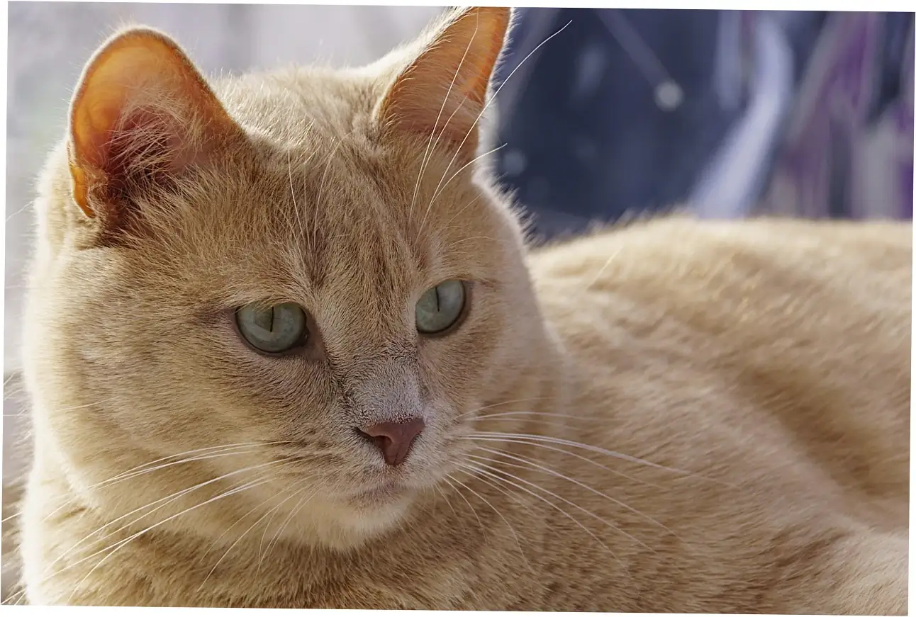 Key Factors Influencing Tabby Cat Longevity