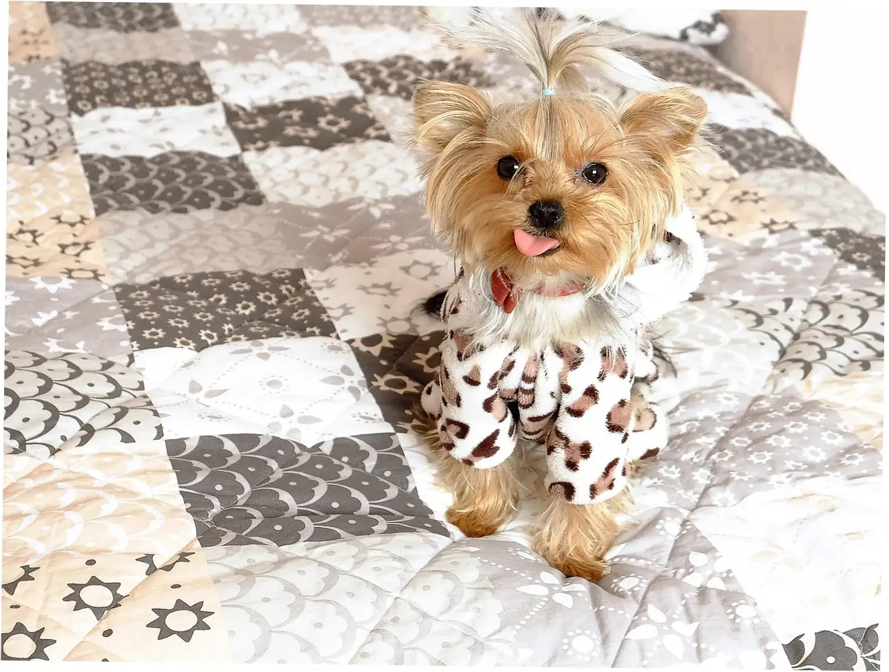 Let's talk about what banana chips offer dogs nutrition-wise