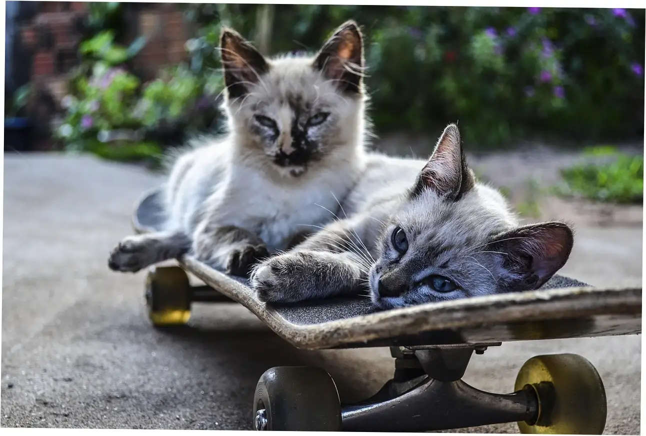 Senior Maine Coon Care Essentials