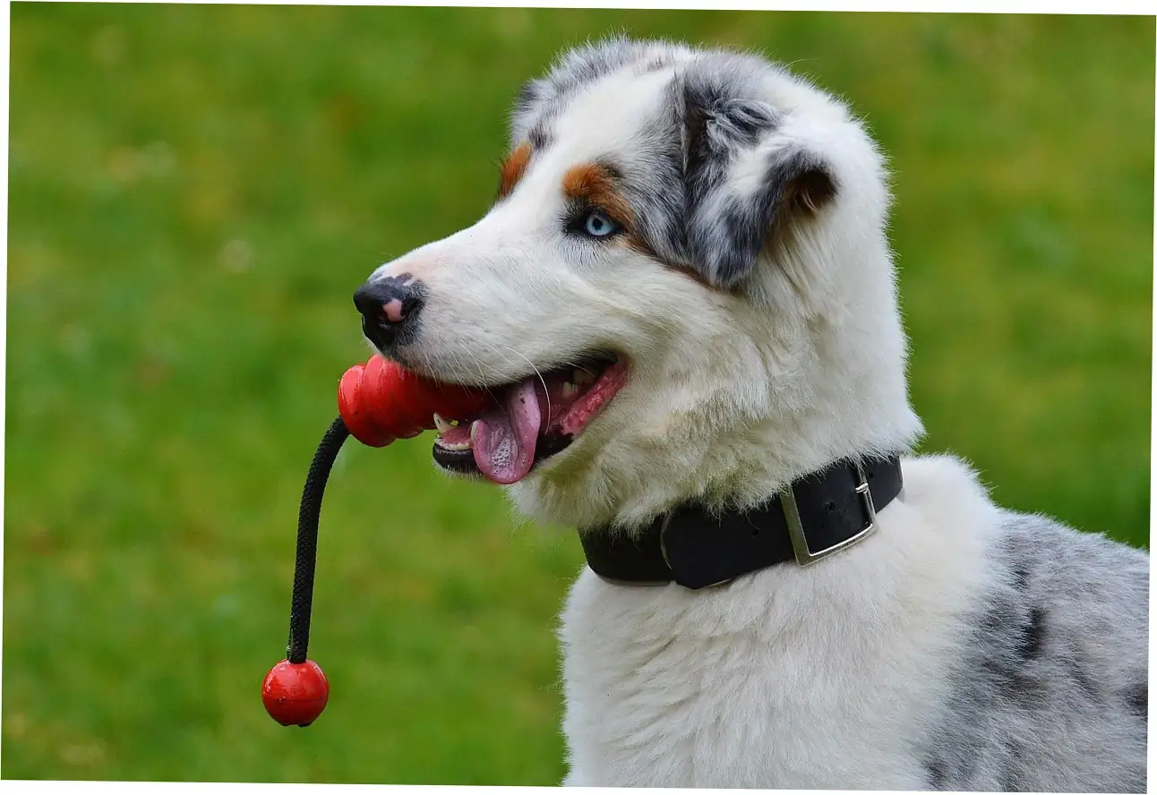 Figuring out if allergies make dogs scratch their beds