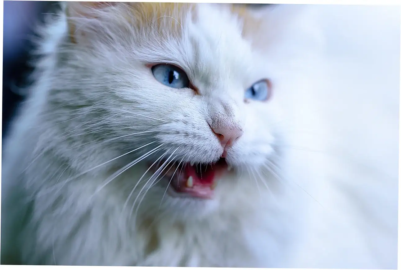how long do cats live
