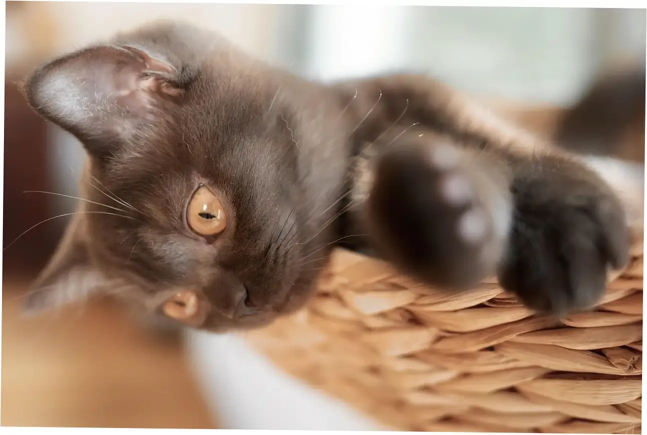 Environmental Factors Influencing Purring Frequency
