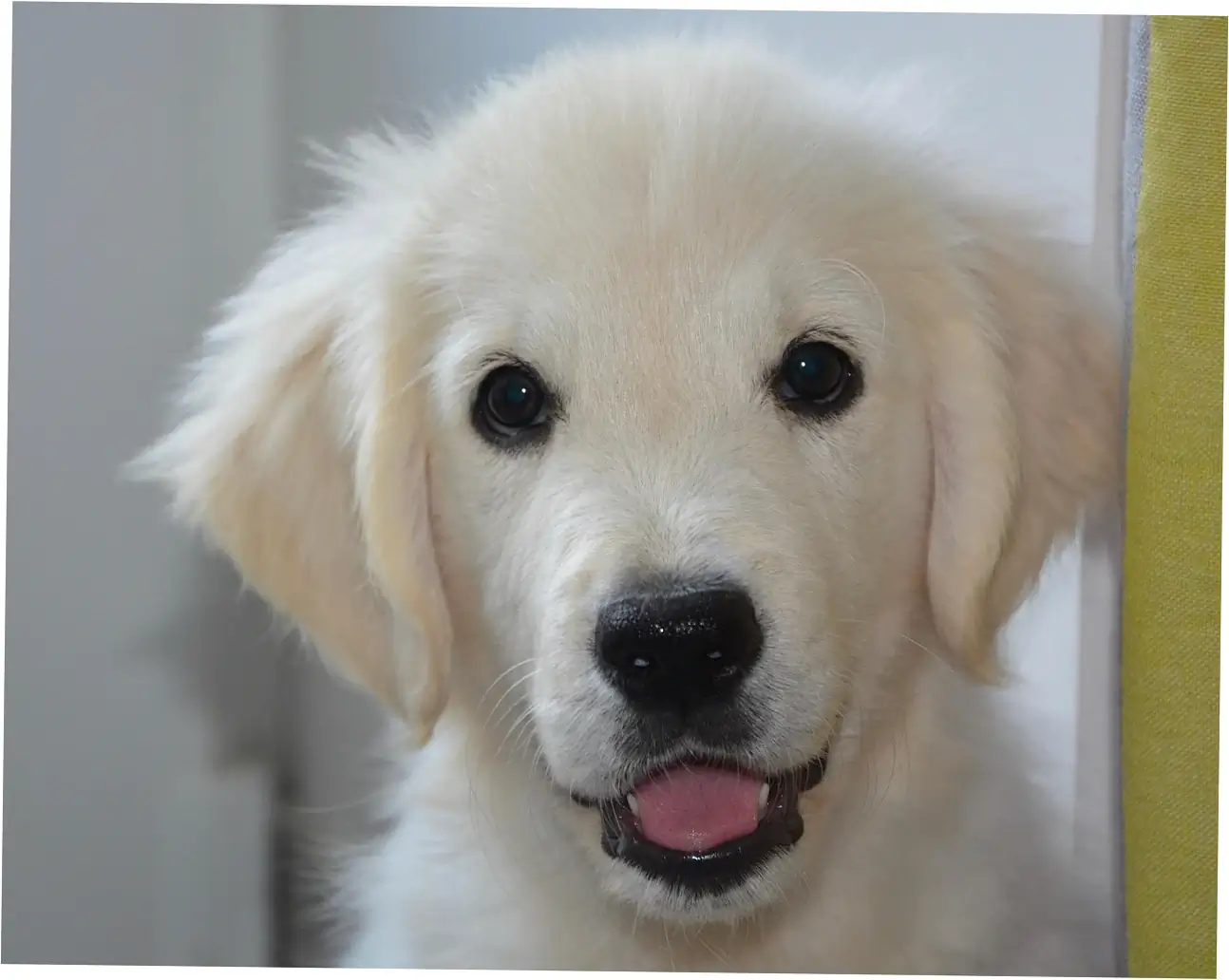 how to train a dog not to dig on the bed