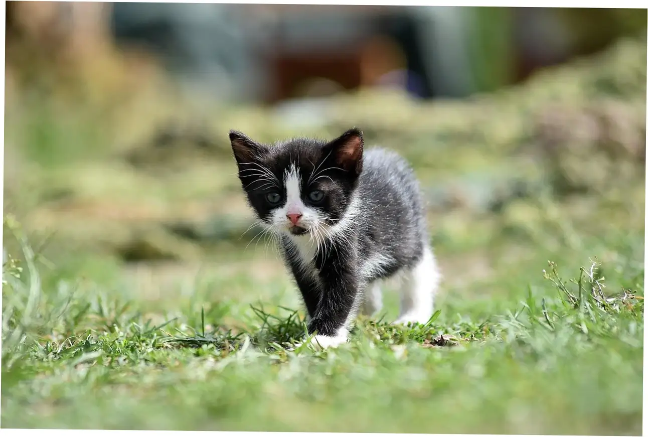 how long do cats live in human years