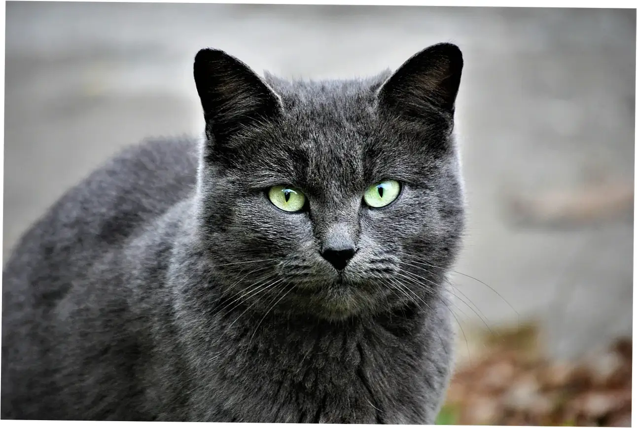 Want your cat to live longer in human years? Here are some practical tips.