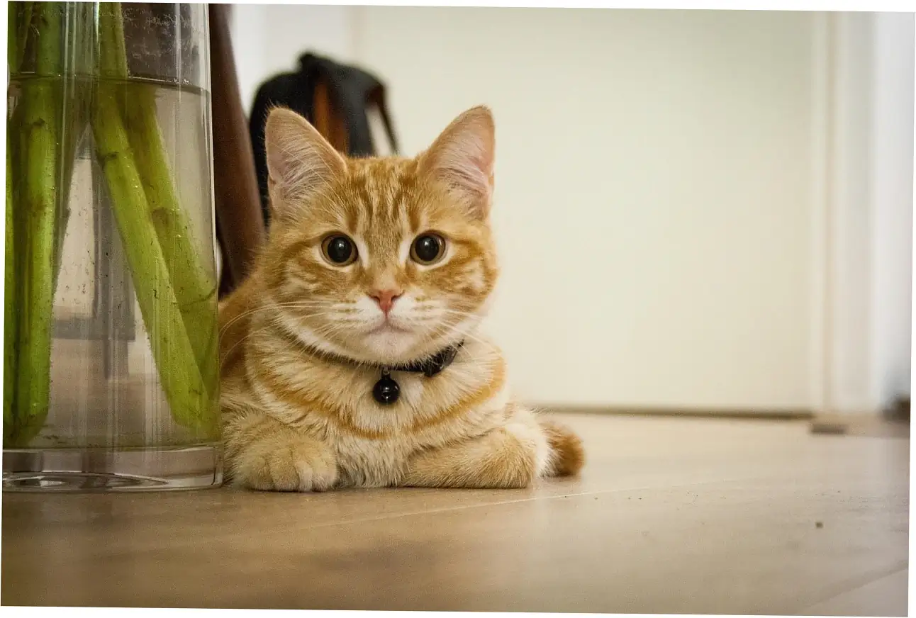 Let's talk about how to spot changes in older cats as they age.