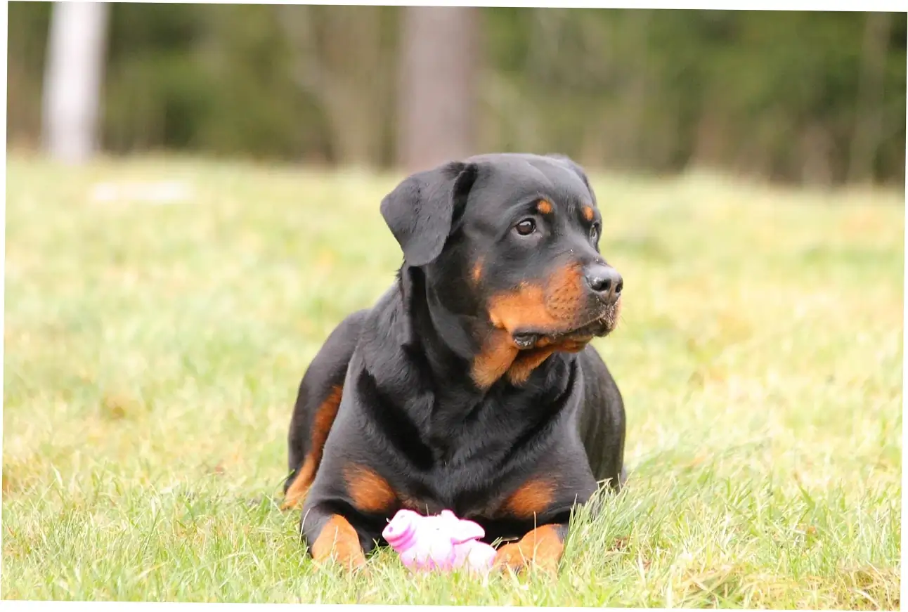 Portion Guidelines by Dog Size and Age