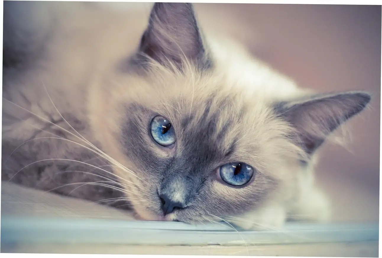 What affects how long Siamese cats live