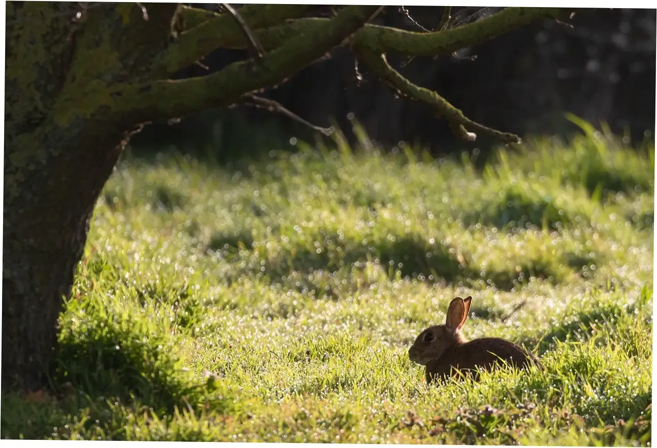 How your rabbit acts can tell you about their health and aging