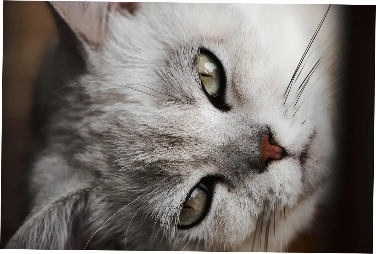 Caring for your older calico cat
