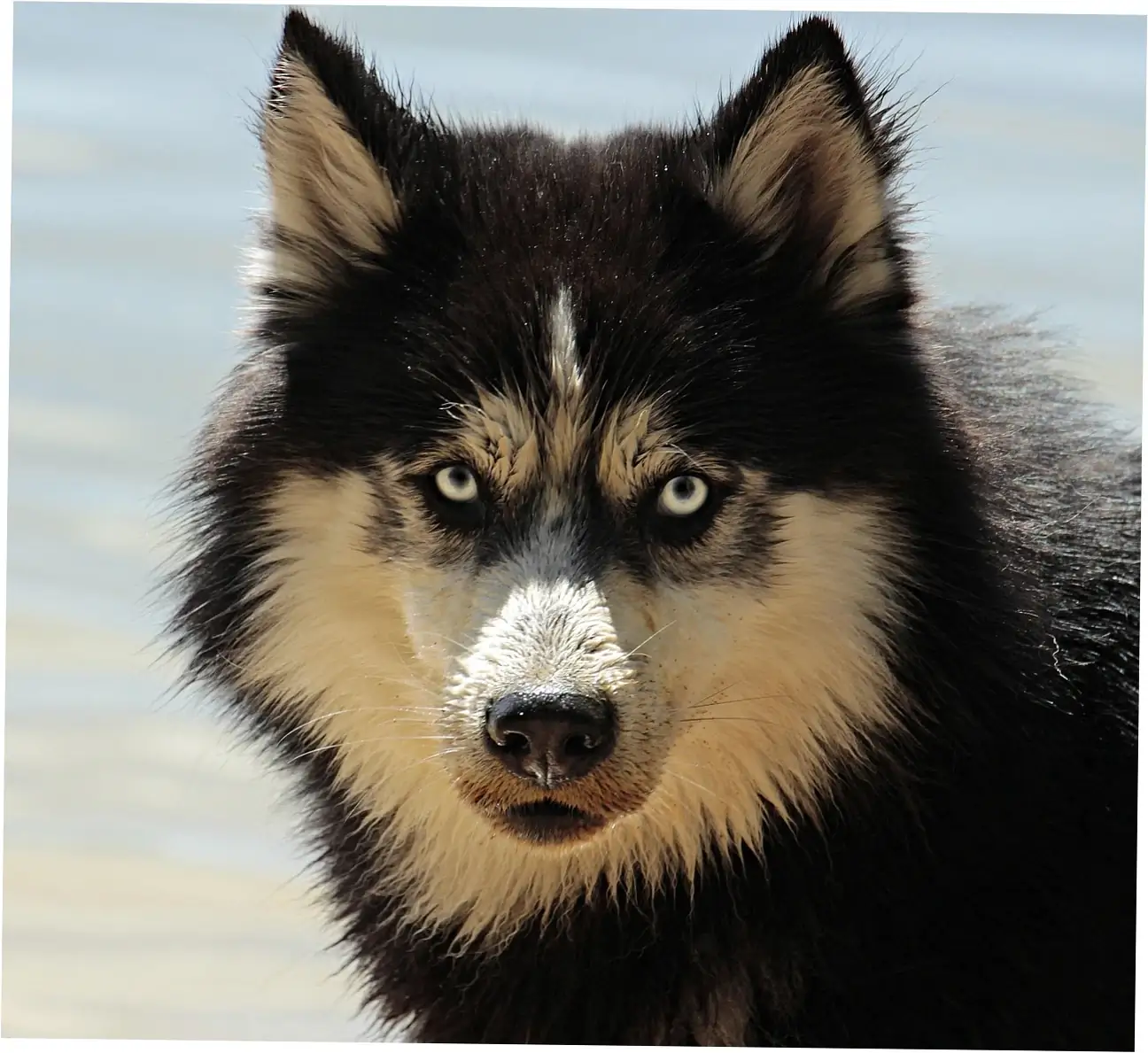 can allergies make dogs scratch their beds