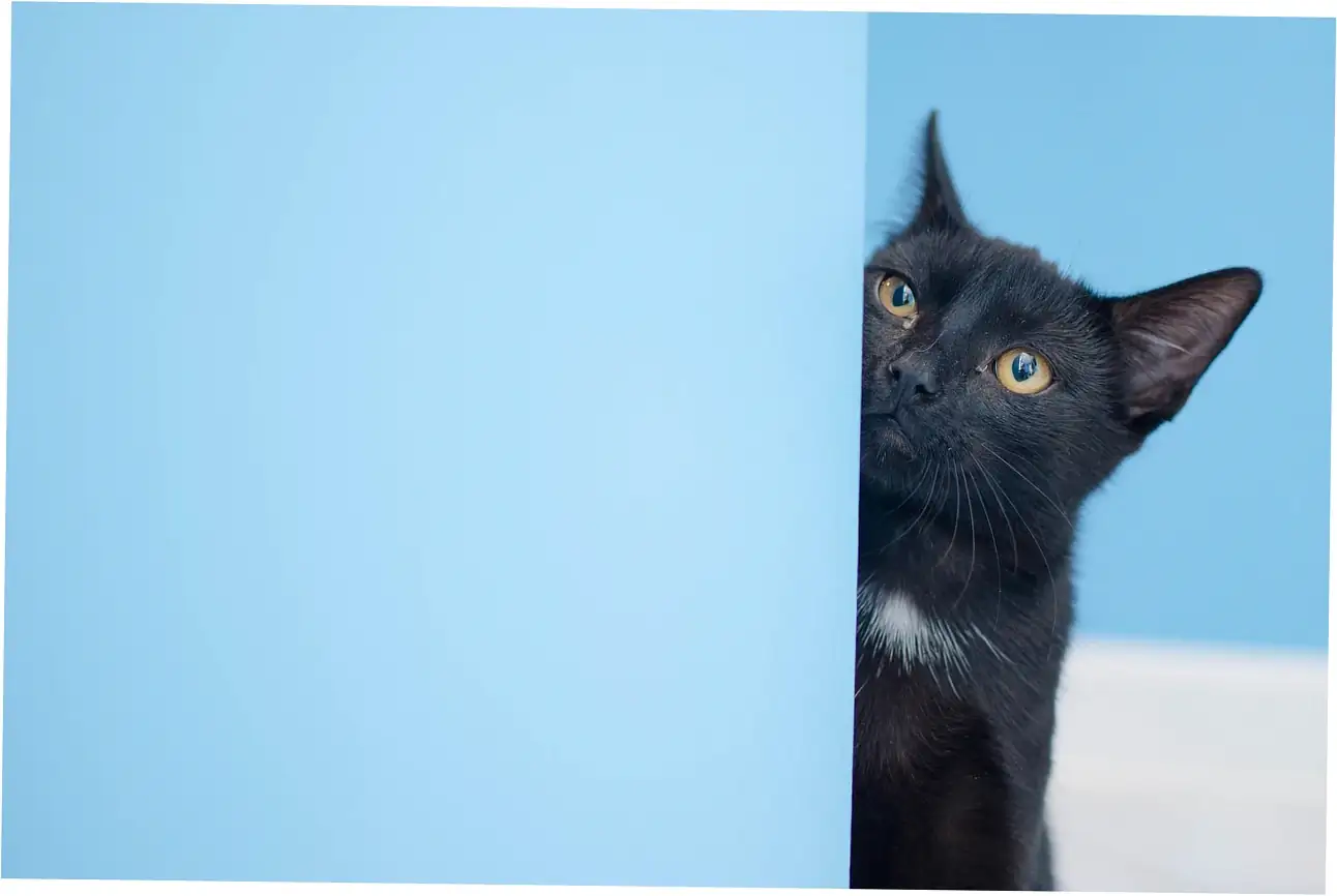 What your Siamese cat eats really affects how long they live