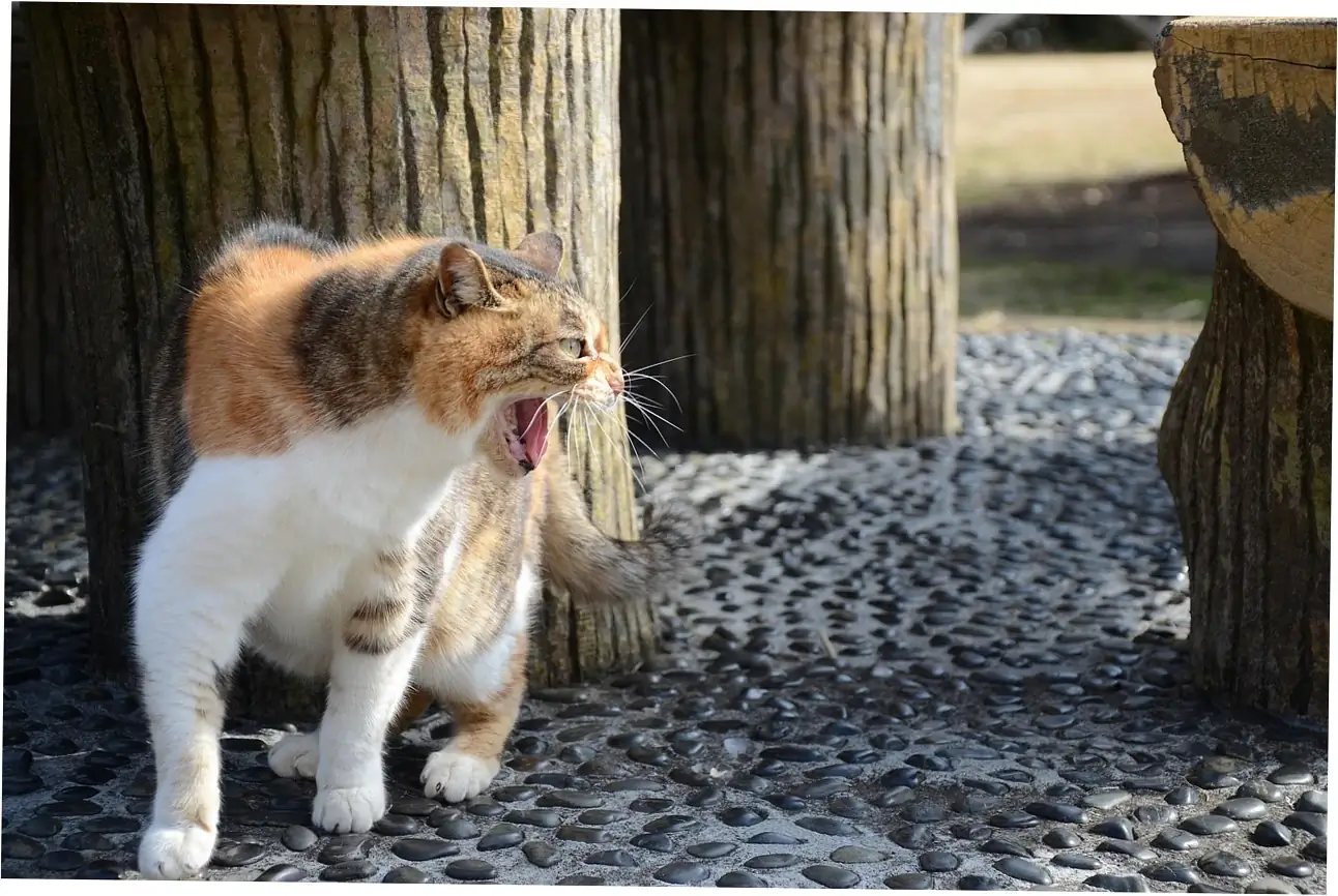 The Average Lifespan of a Tabby Cat