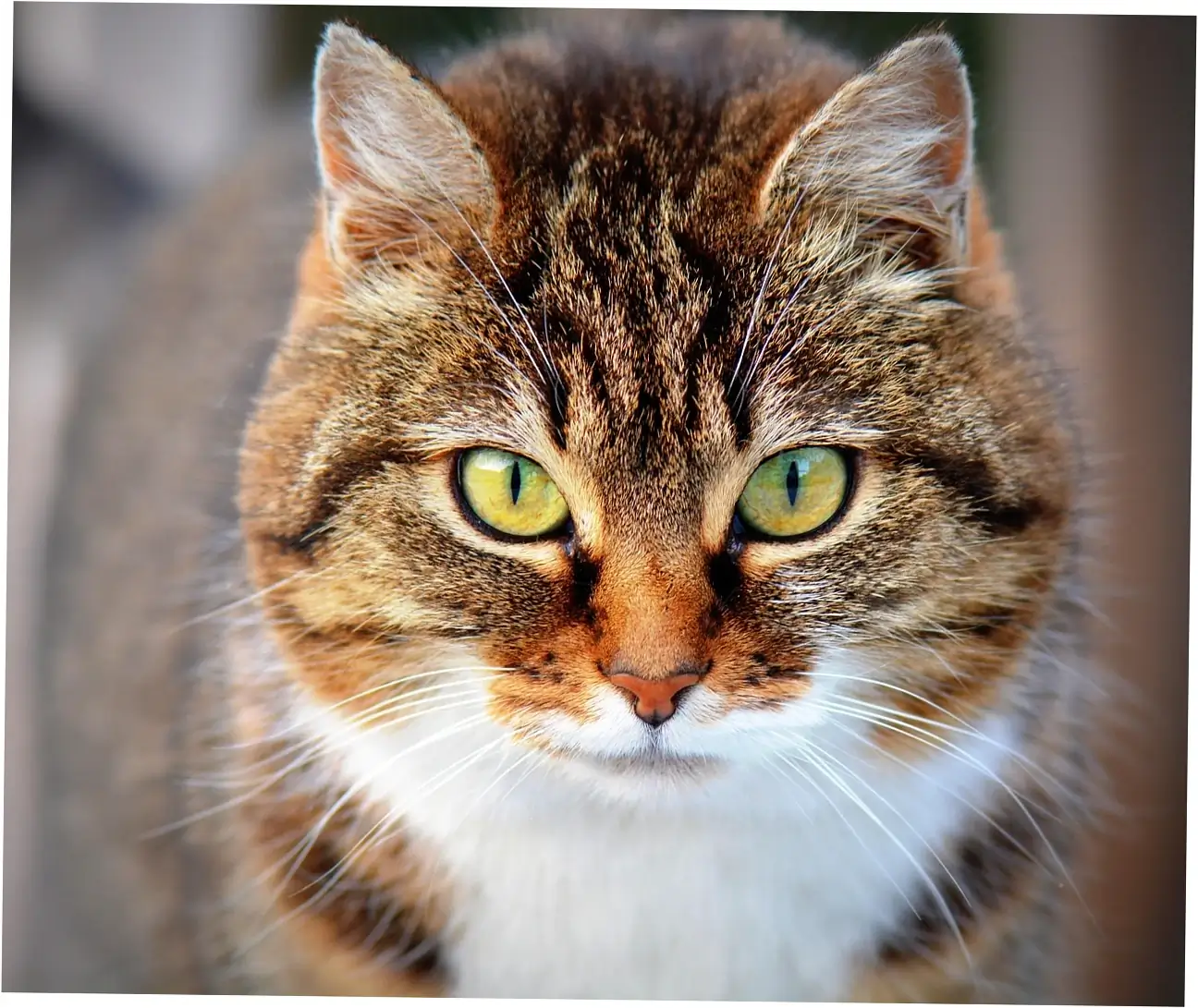 Maine Coons face some common health issues