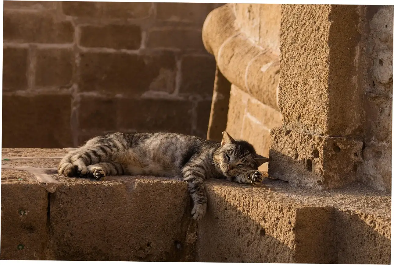 Interpreting Different Purring Contexts