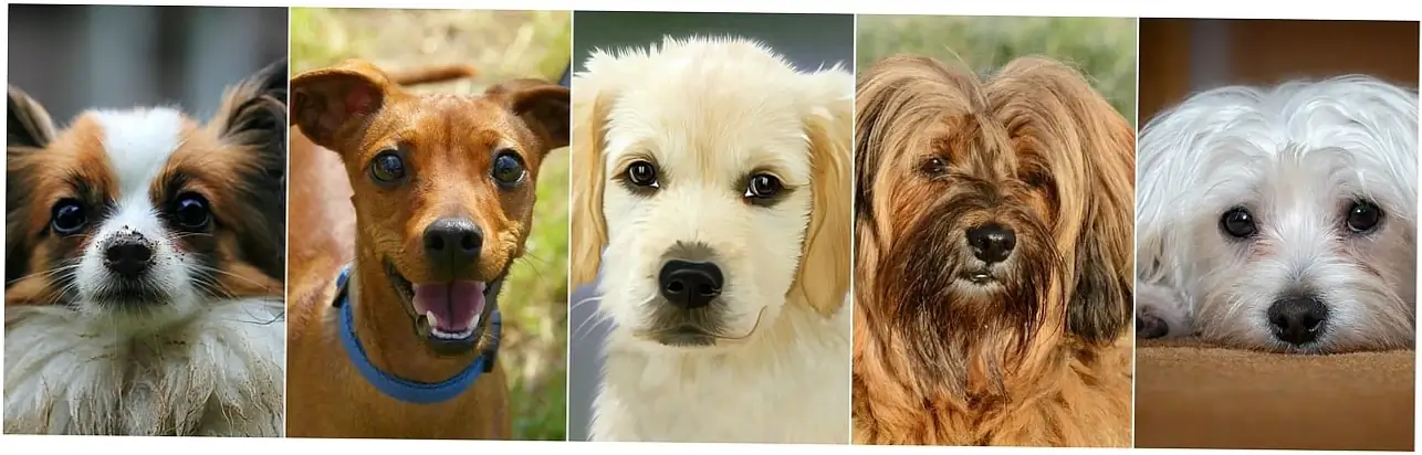 Here are some practical ways to help when dogs scratch beds because of anxiety