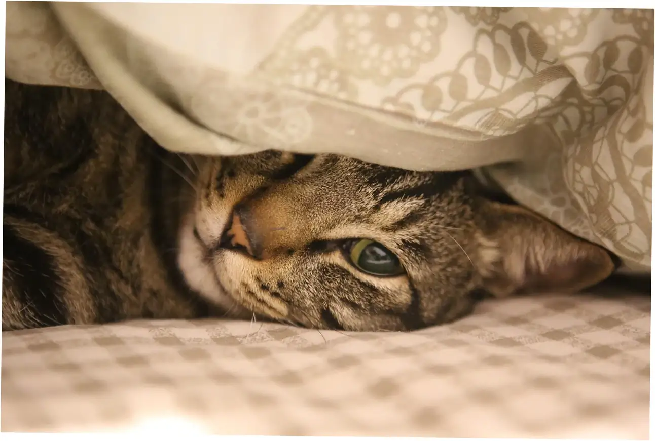 how long do maine coon cats live