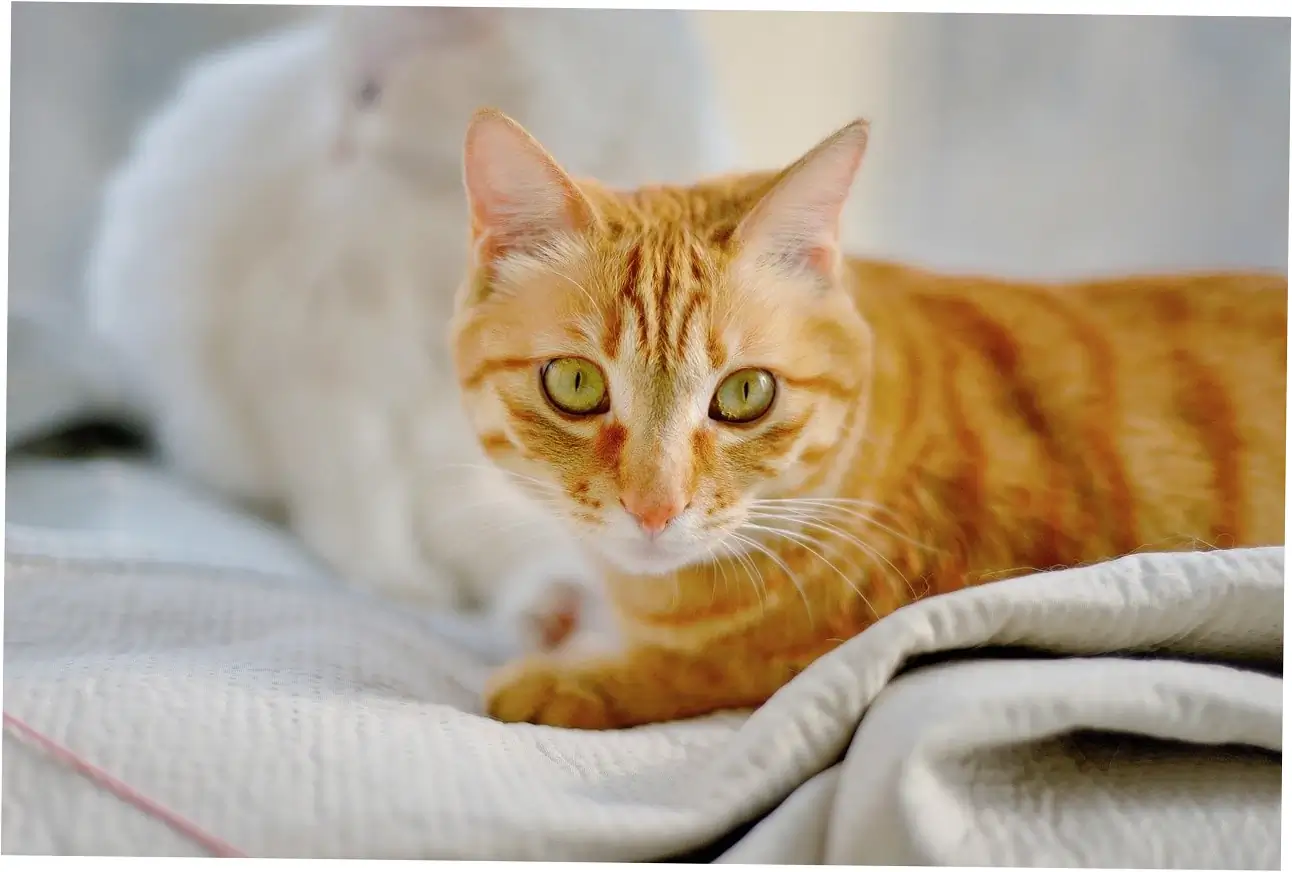 Health issues that can stop your cat from purring