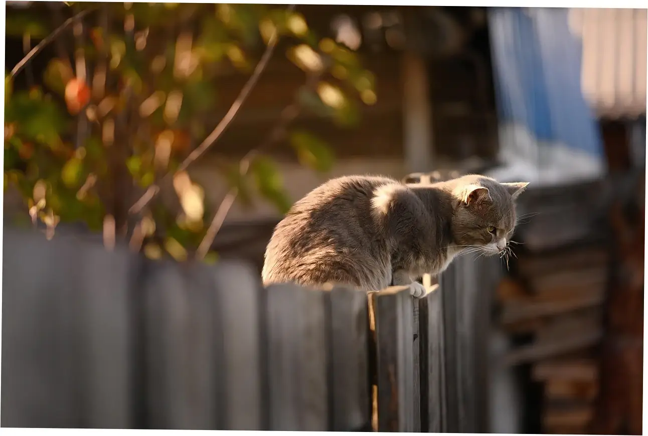 how long do indoor-outdoor cats live