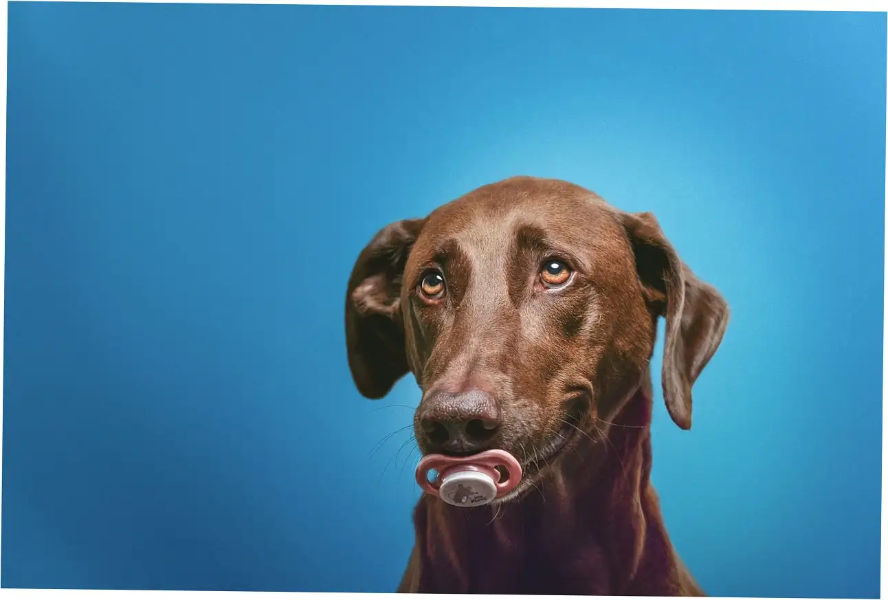 are bananas good for dogs