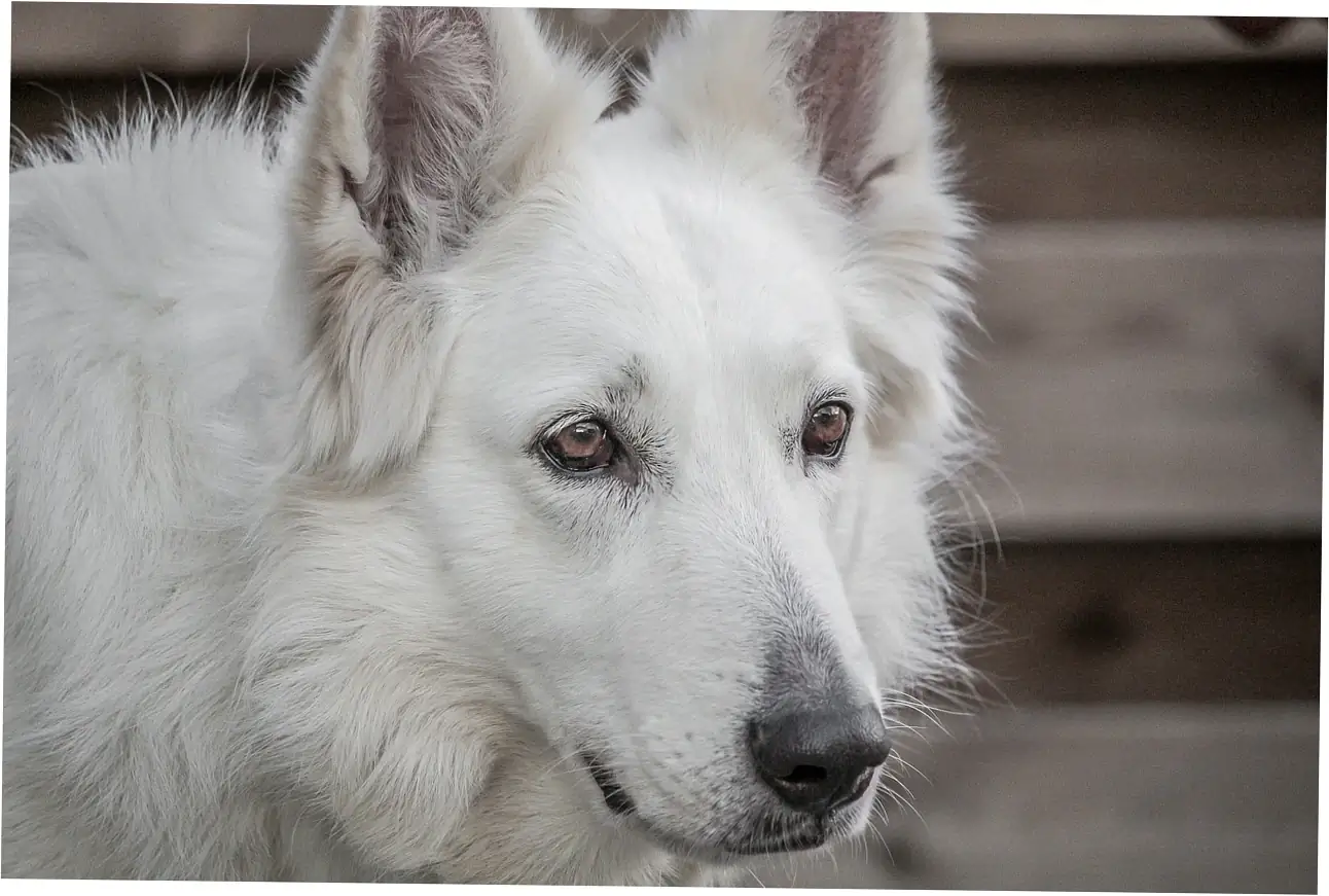 Figuring out if it's allergies making your dog scratch their bed or something else