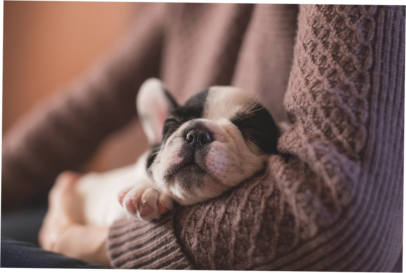 So, why do giant breed dogs really need a special mattress?
