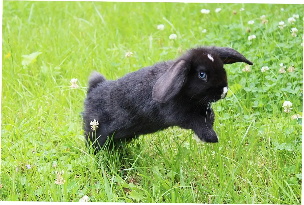 Want your bunny to live a long, healthy life? Good grooming and hygiene are key.