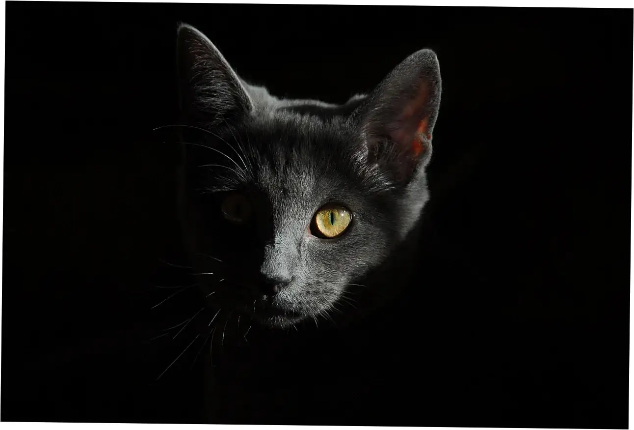 Here's a practical guide to keeping an eye on your cat.