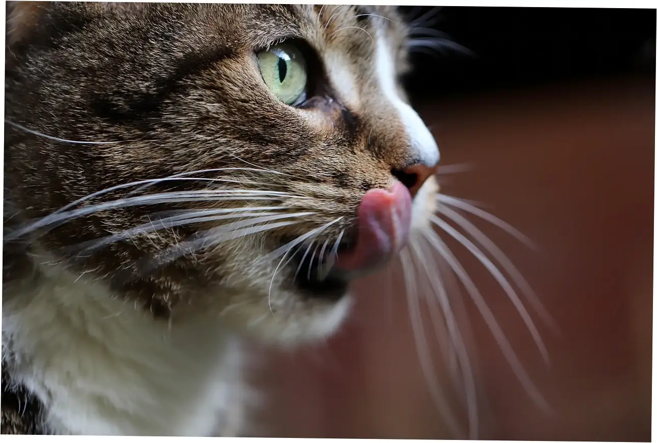 Purring as Communication Between Cat and Human