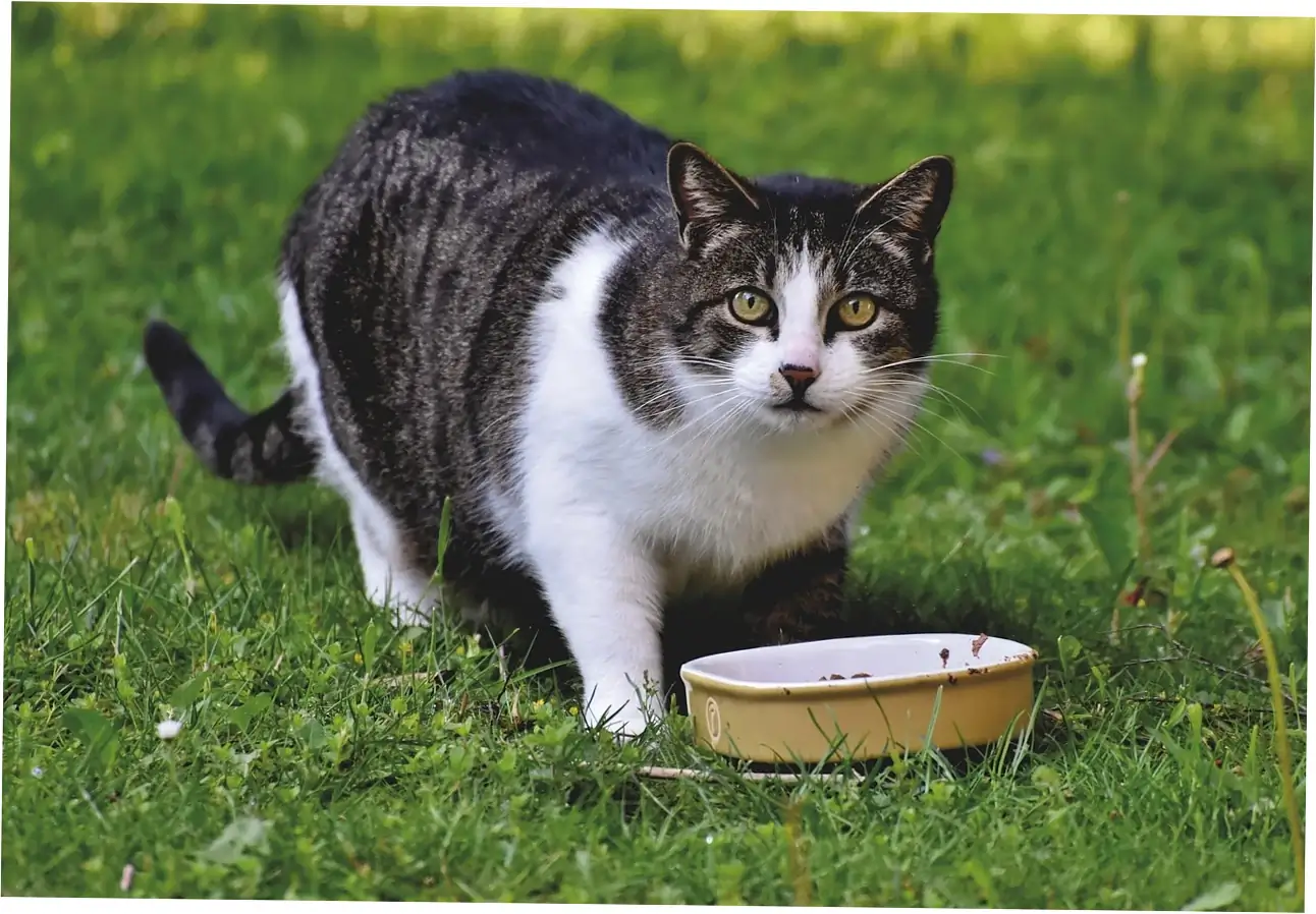 Purring can be a sign your cat is sick.