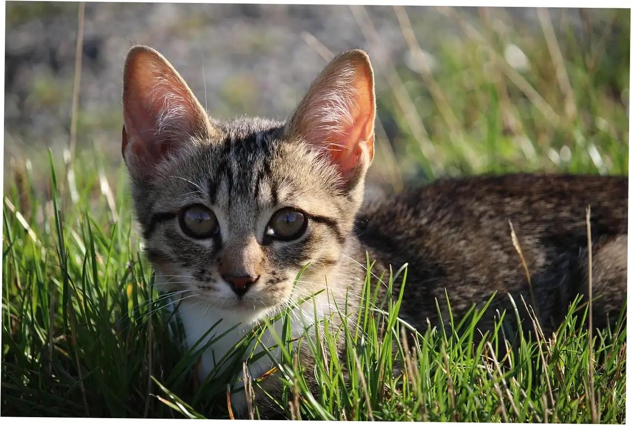 Keeping an eye on your cat's health and knowing when to call the vet.
