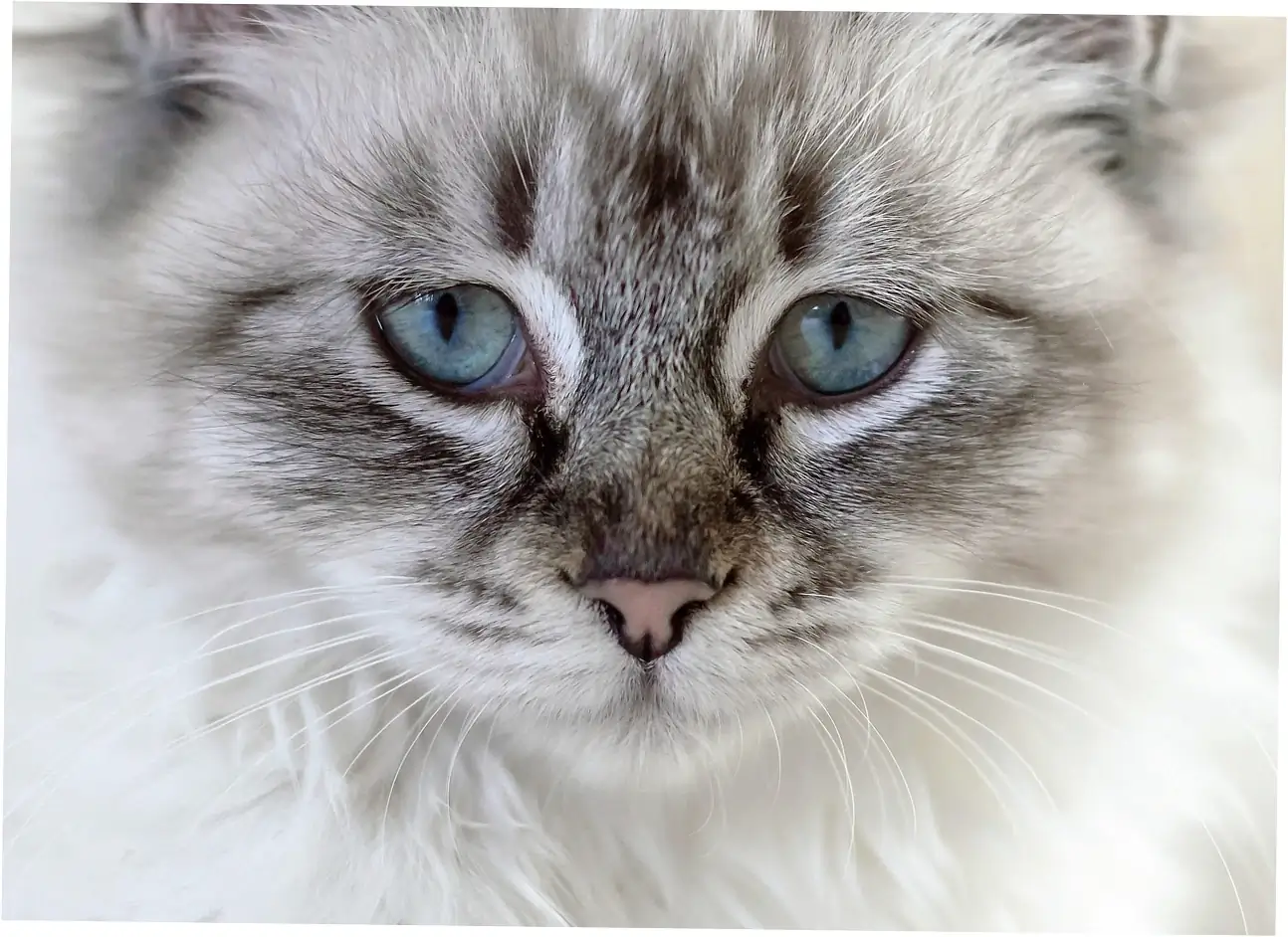 Purring is a tool cats use to soothe themselves and survive.