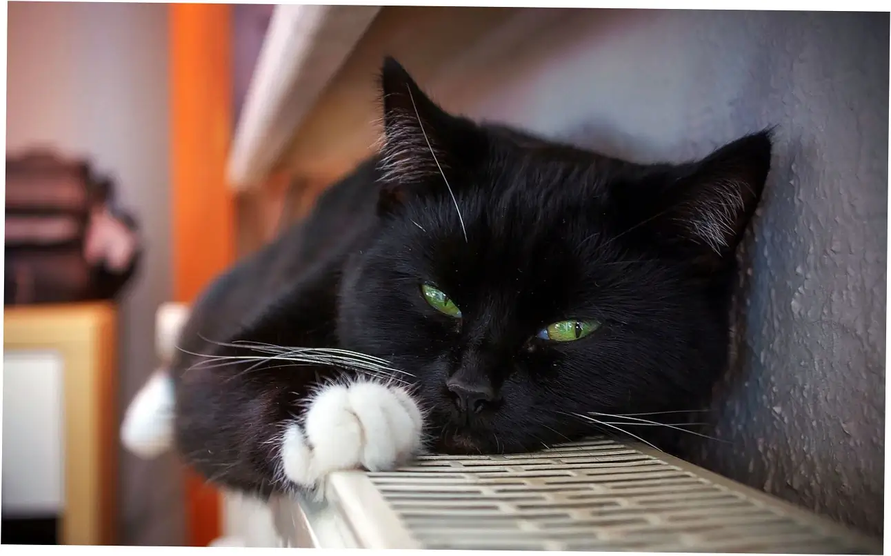 Let's talk about how vets see purring and your cat's health.