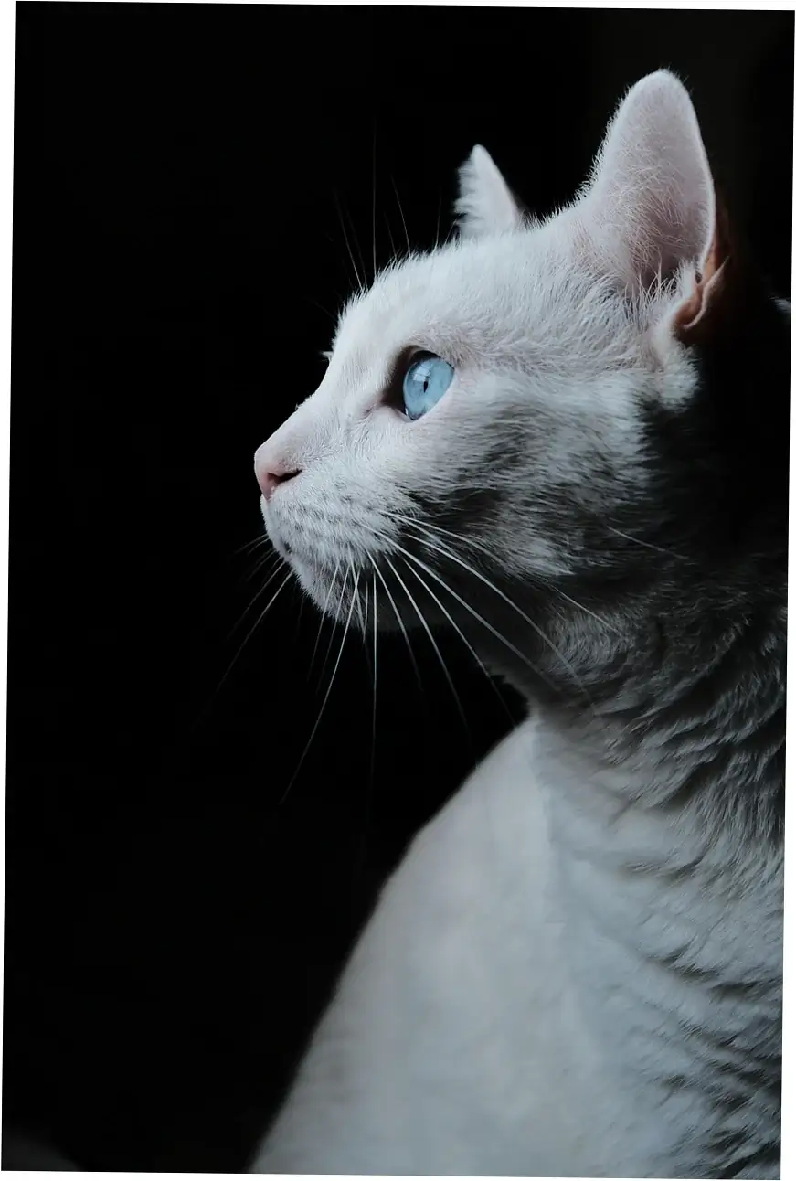 Let's talk about the health problems that can come with a cat purring all the time.