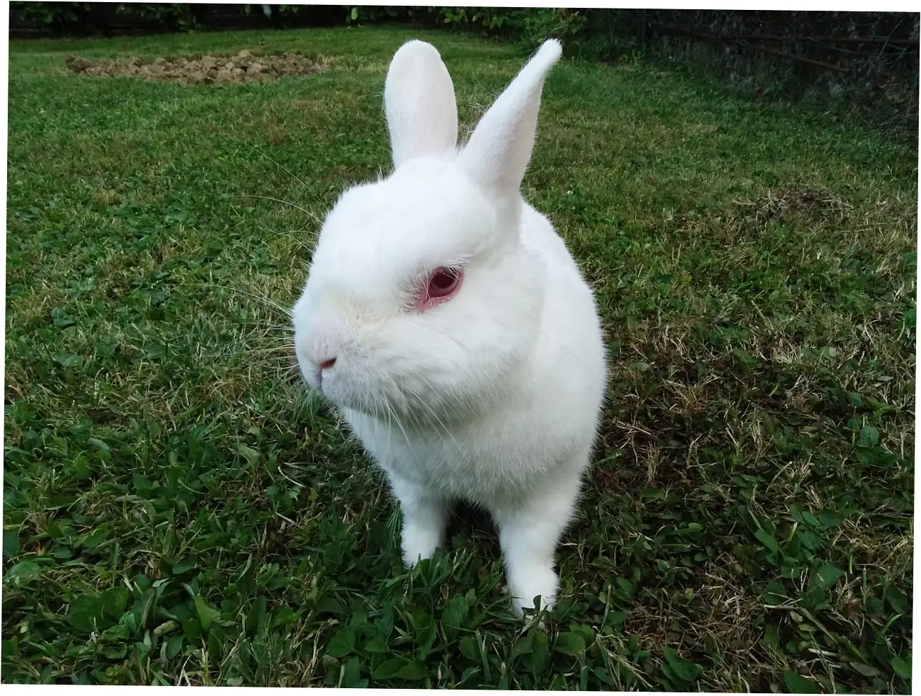 2. Proactive Veterinary Care and Monitoring